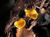 Callistosporium luteo-olivaceum image