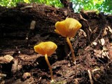 Callistosporium luteo-olivaceum image