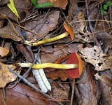 Cortinarius semisanguineus image