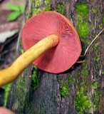 Cortinarius semisanguineus image