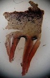 Cortinarius semisanguineus image