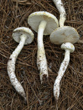 Amanita longipes image