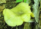 Chrysomphalina strombodes image