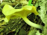 Chrysomphalina strombodes image