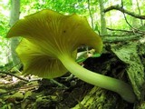 Chrysomphalina strombodes image