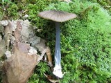 Entoloma serrulatum image