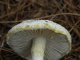 Amanita longipes image