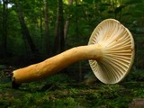 Lactarius hygrophoroides image