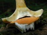 Lactarius hygrophoroides image