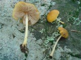 Pluteus admirabilis image