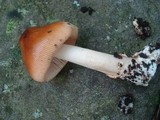 Amanita amerifulva image