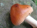 Amanita amerifulva image