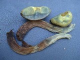 Boletellus chrysenteroides image