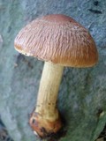 Cortinarius corrugatus image