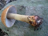 Cortinarius corrugatus image