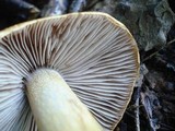 Cortinarius corrugatus image