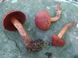 Cortinarius harrisonii image