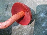 Cortinarius harrisonii image