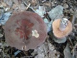 Lactarius corrugis image