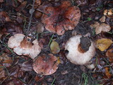 Tricholoma dryophilum image