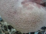 Lactarius corrugis image