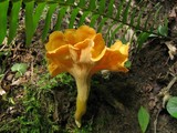 Cantharellus lateritius image