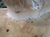 Boletus variipes image