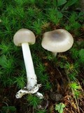 Amanita longicuneus image