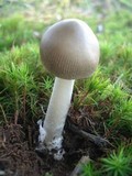 Amanita longicuneus image