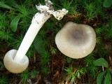 Amanita longicuneus image