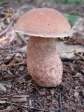 Boletus subcaerulescens image