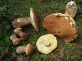 Boletus subcaerulescens image