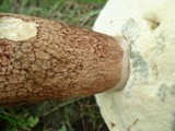 Boletus subcaerulescens image
