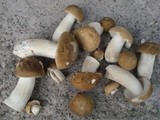 Boletus nobilis image