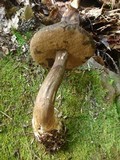 Tylopilus porphyrosporus image