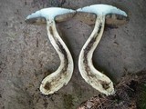 Tylopilus porphyrosporus image