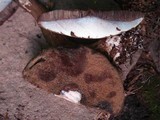 Tylopilus porphyrosporus image