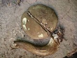 Tylopilus porphyrosporus image