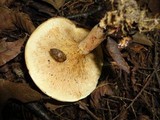 Paxillus involutus image