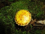Suillus americanus image
