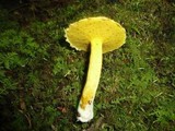 Suillus americanus image