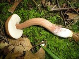 Austroboletus gracilis image