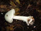 Amanita brunnescens var. pallida image