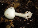 Amanita brunnescens var. pallida image