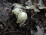 Amanita brunnescens var. pallida image