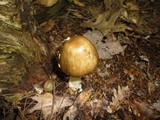 Amanita brunnescens image