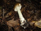 Amanita brunnescens image
