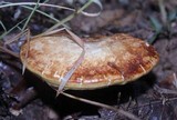 Ganoderma curtisii image