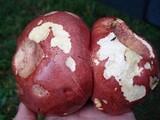 Baorangia bicolor image
