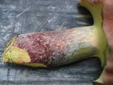 Baorangia bicolor image